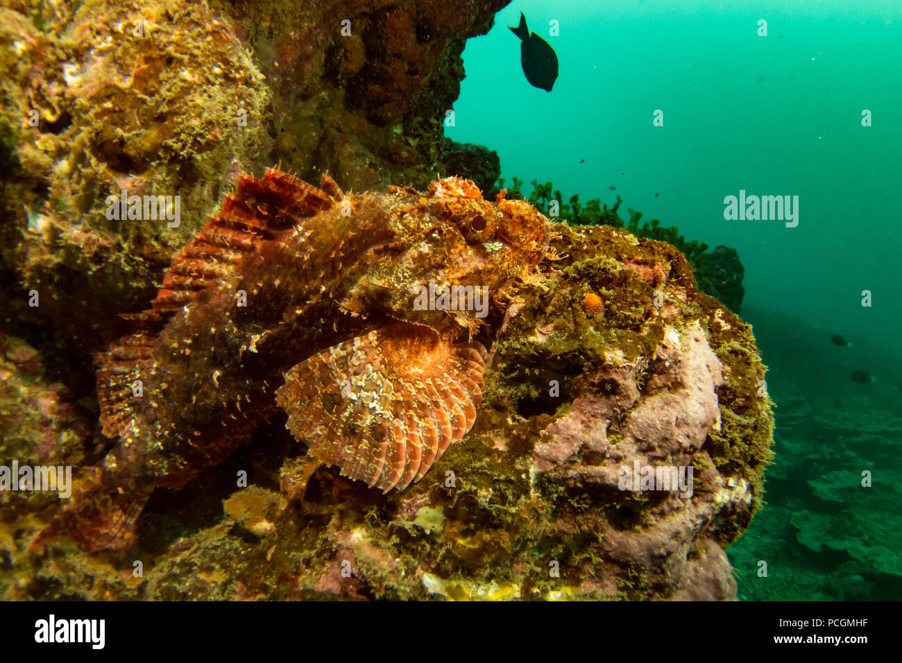 Un poisson scorpion alors que la plongée dans la baie de Puamau, Hiva Oa, Marquises, Polynésie Française Banque D'Images