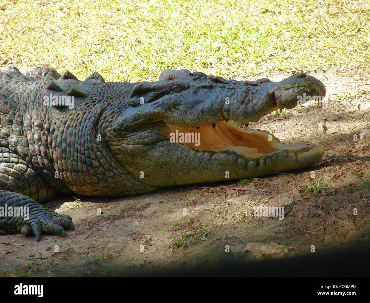 L'Australian Saltwater Crocodile porosus (Crocodylue) en captivité. Dans la nature c'est un prédateur et le plus grand de tous les reptiles vivants. Banque D'Images
