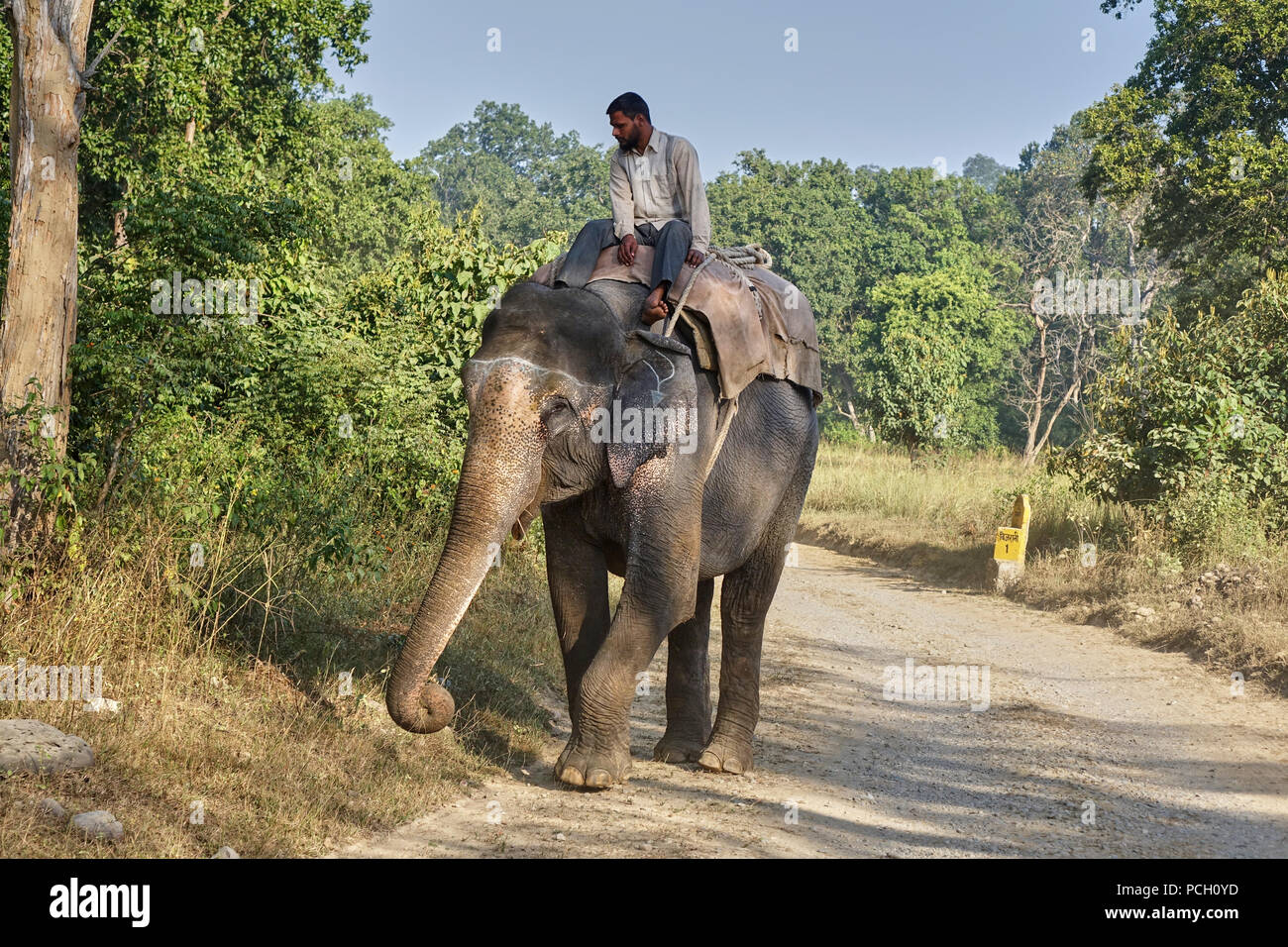 Jim Corbett National Park Uttarakhand en Inde Banque D'Images