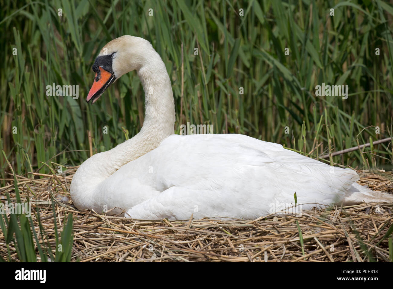 Cygne tuberculé Cygnus olor Abbotsbury Swannery nid à Dorset Banque D'Images