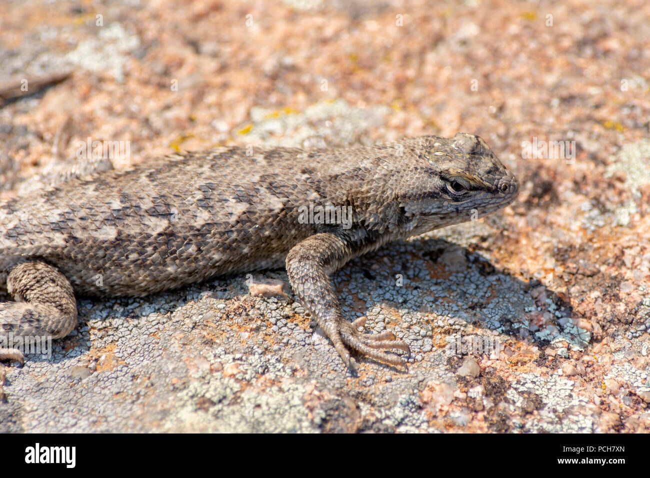 Lézard Sceloporus undulatus (Plateau), Gateway Mesa Open Space Park, sur le lichen couverts rock, Castle Rock Colorado nous. Banque D'Images