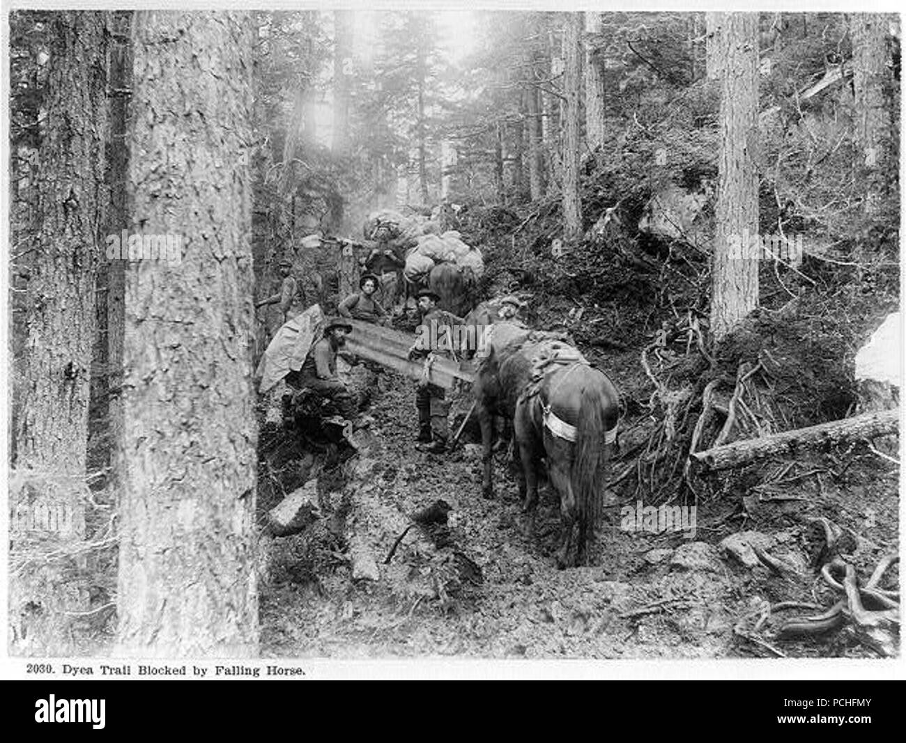 Alaska)- Piste Dyea bloqué par cheval chute Banque D'Images