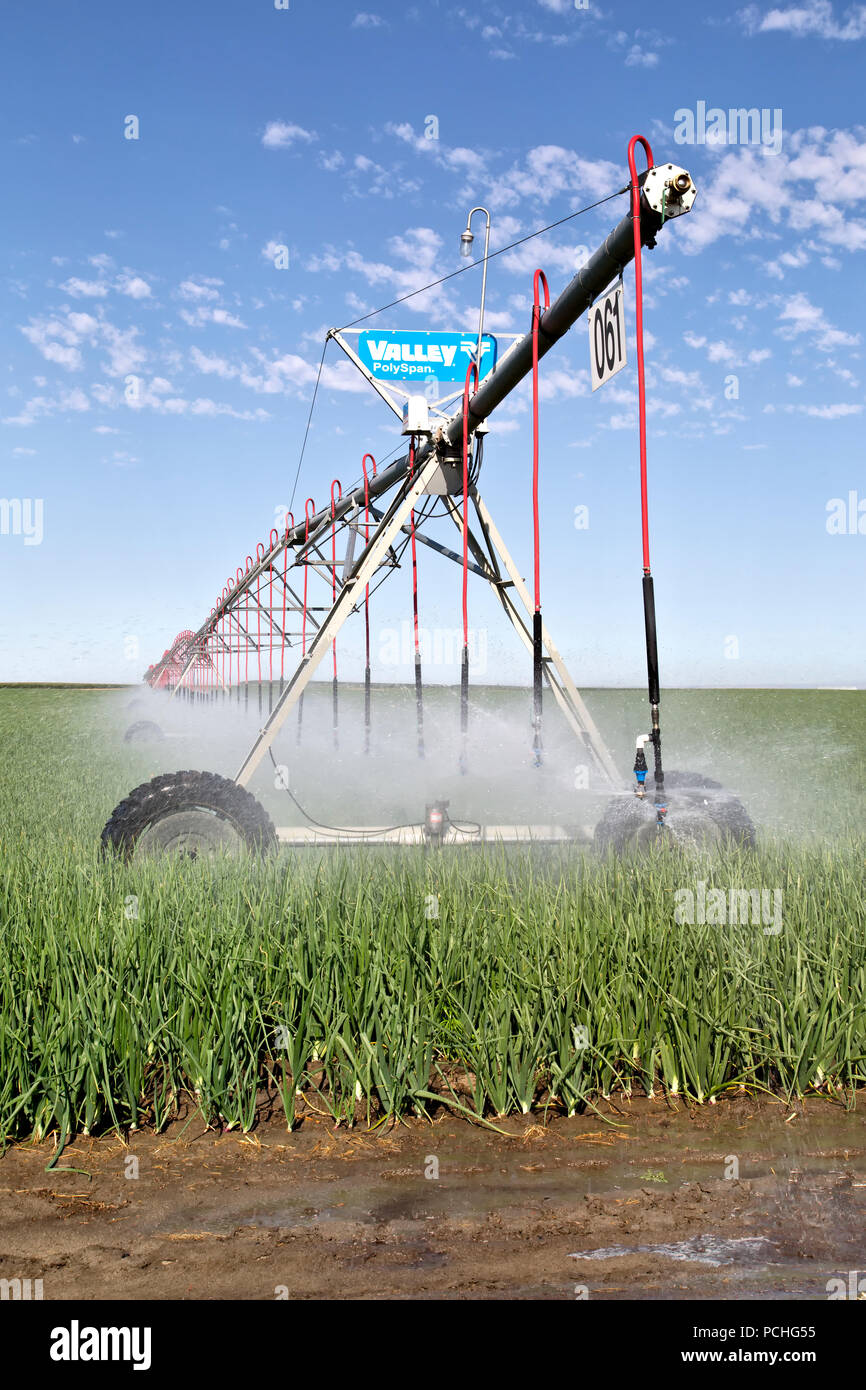Irrigation à pivot central opérant dans le champ d'oignon de Walla Walla 'Allium cesp', Banque D'Images