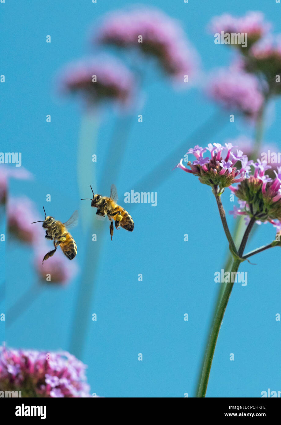 Travailleur d'abeilles Apis mellifera se nourrissant de verveine fleurs de jardin Banque D'Images