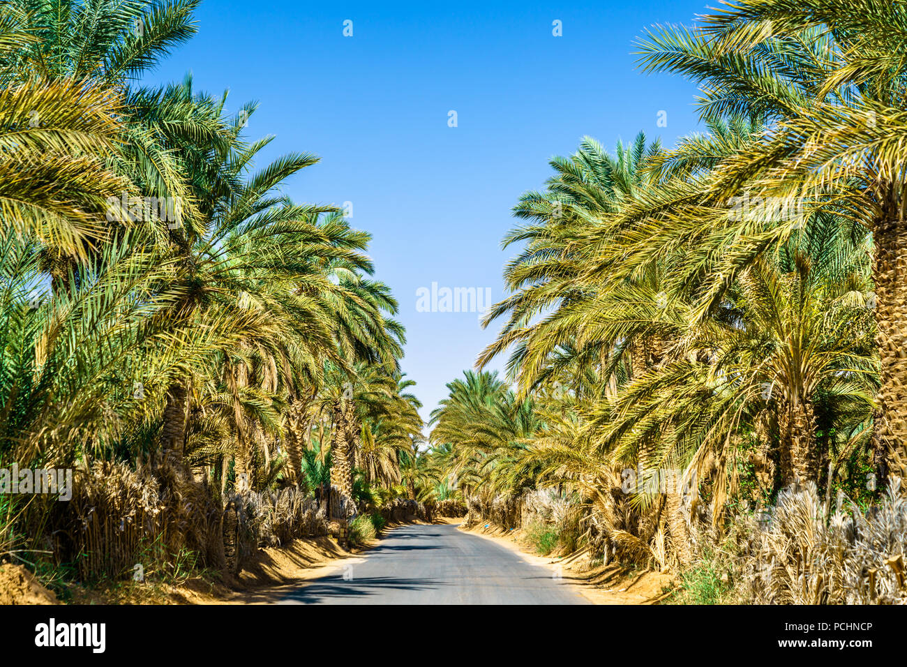 Road à oasis à Tamacine, Algérie Banque D'Images