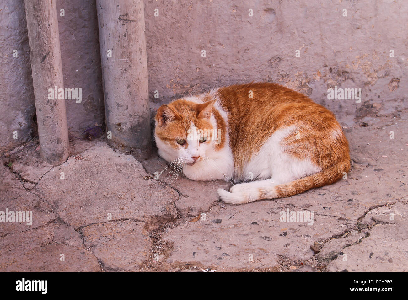 Cat avec orange-blanc combinaison de la fourrure, couché sur la rue. Façade Rose en arrière-plan, la même couleur de la chaussée. Banque D'Images