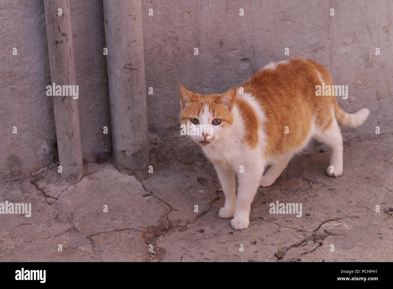 Cat avec orange-blanc combinaison de la fourrure. Comité permanent et à la recherche dans l'appareil. Façade Rose en arrière-plan, la même couleur de la chaussée. Banque D'Images