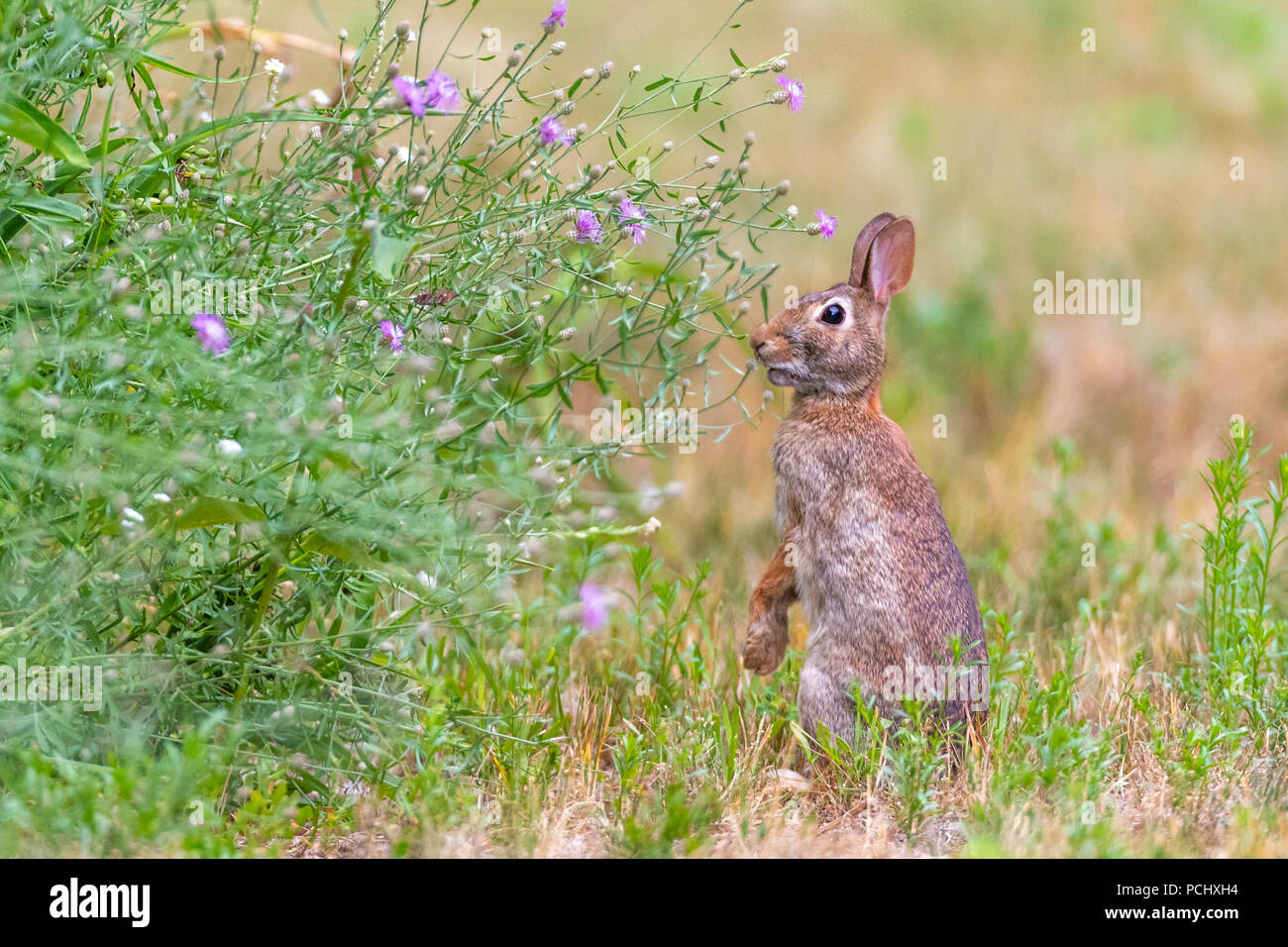 Le Lapin à queue blanche (Sylvilagus floridanus) assis sur le dos les jambes à la hauteur des plantes. Banque D'Images Le Lapin à queue blanche (Sylvilagus floridanus) assis sur le dos les jambes à la hauteur des plantes. Banque D'Images