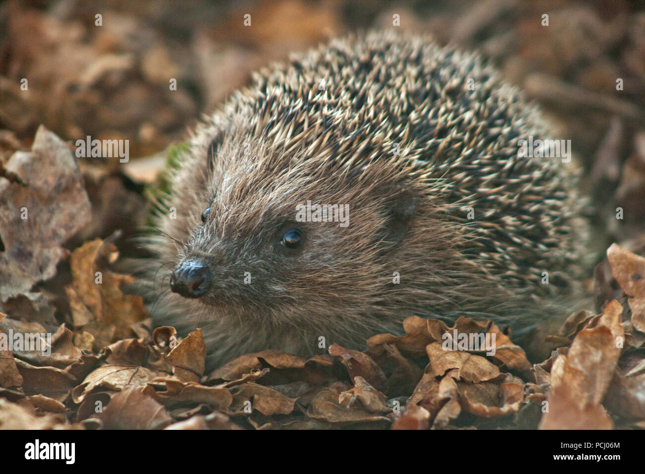 British Hedgehog Banque D'Images