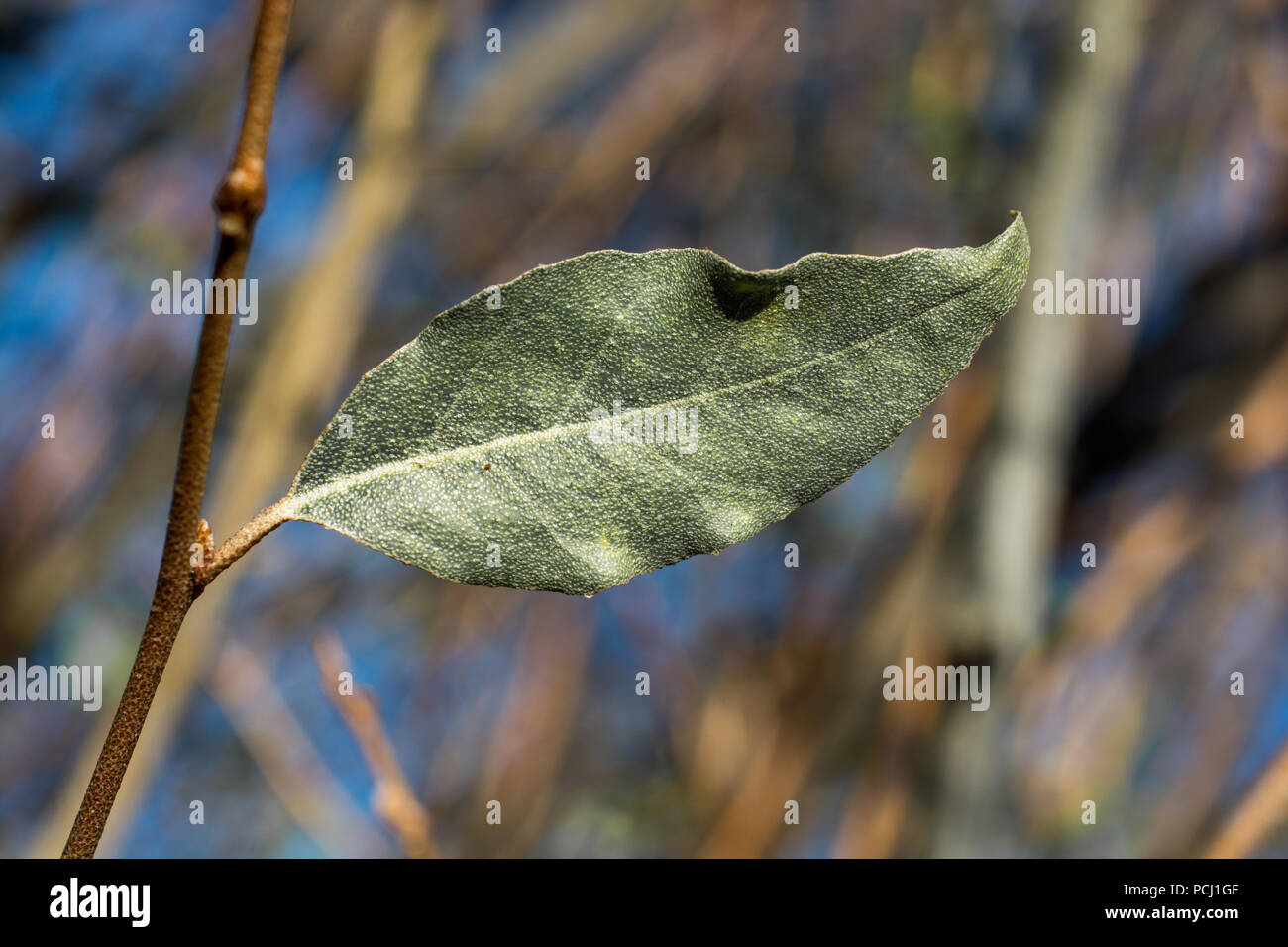 D'une autre feuille sèche de temps d'automne Banque D'Images