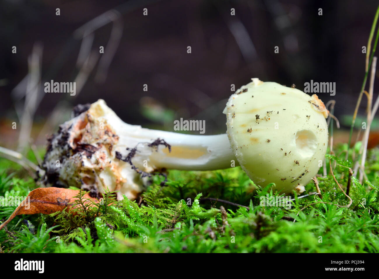 L'amanita citrina, faux deathcap, champignons sur le terrain Banque D'Images