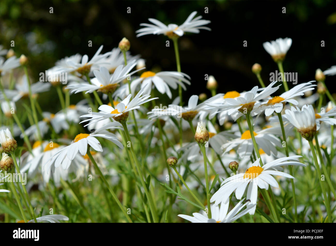 Daisy blanc Fond Bush, Nature Banque D'Images