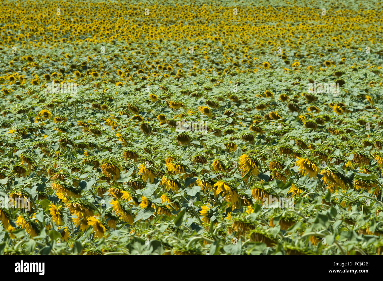 Champs de tournesols à proximité de la ville de Lisle-sur-Tarn, Tarn, France, Occitainie la maturation dans l'été Banque D'Images