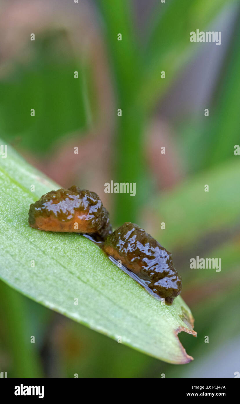 Scarlet lily beetle larvae (Lilioceris lilii) sur une feuille de Lily. Angleterre, Royaume-Uni Banque D'Images