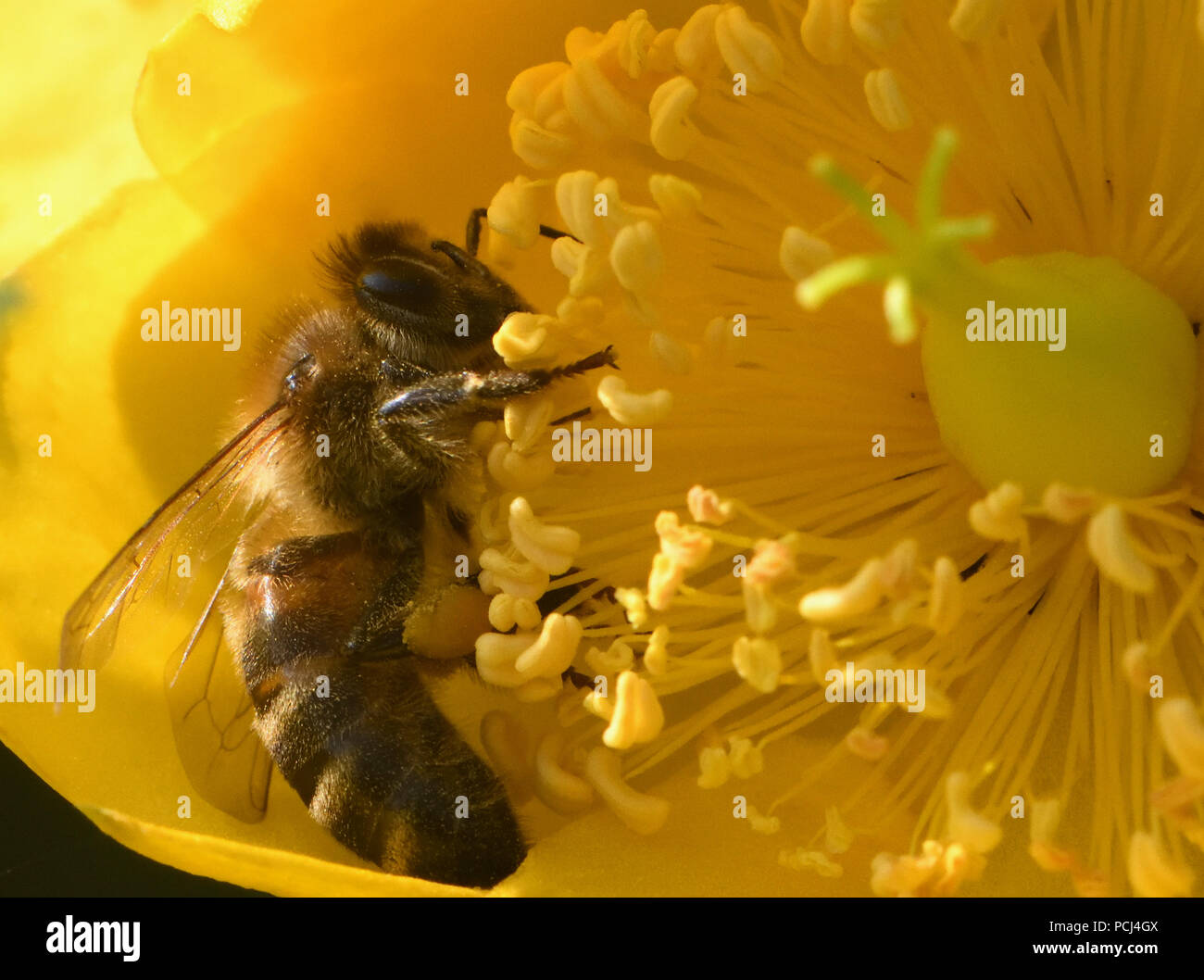 Une abeille (Apis mellifera) avec des corbeilles à pollen, corbiculae, bien chargé de pollen sur une fleur d'Hypericum jaune. Bedgebury Forêt, Hawkhurst, Kent, Banque D'Images