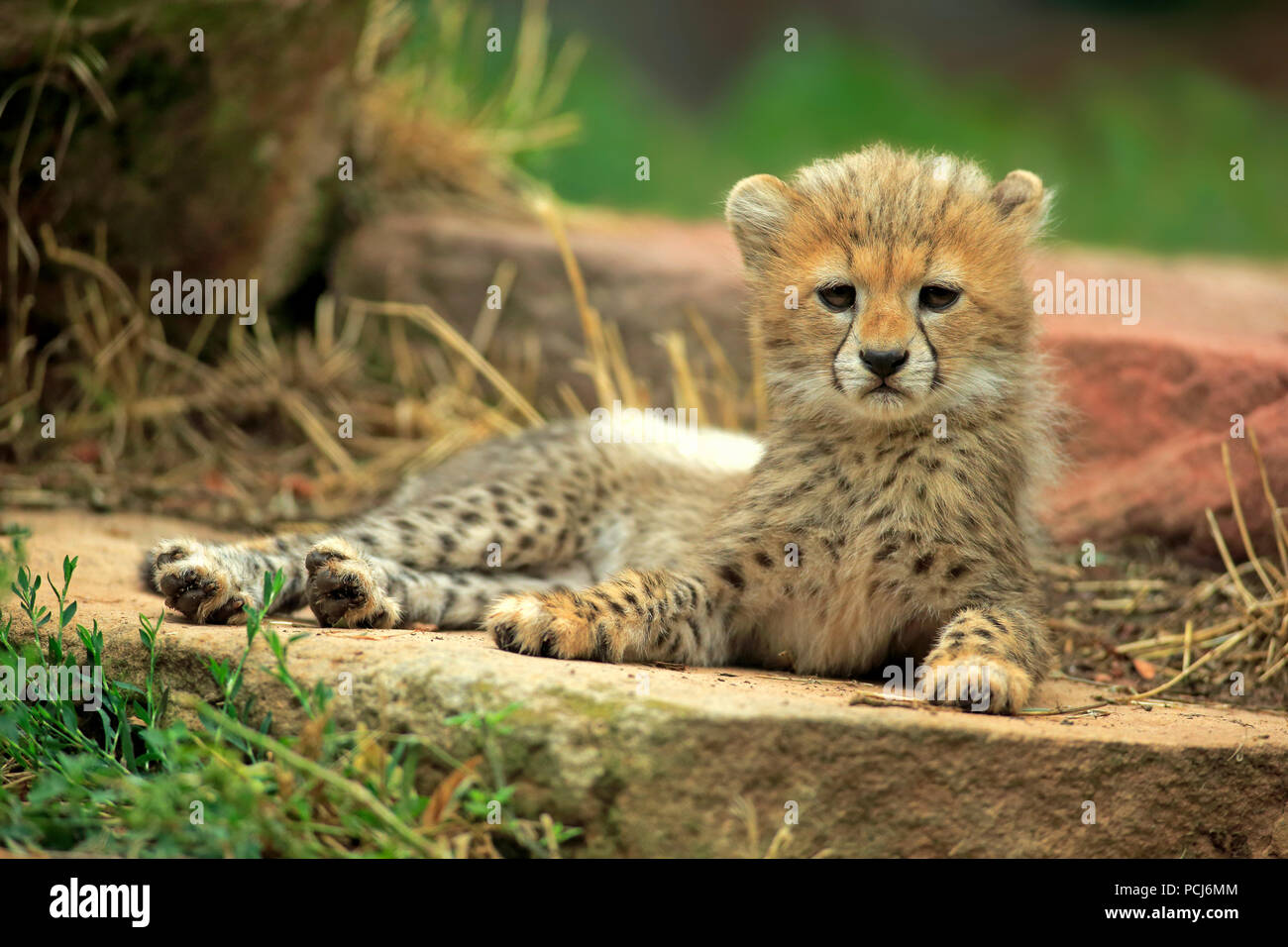 Au Soudan, les jeunes guépards, dix semaines, l'Afrique du nord-est, en Afrique, (Acinonyx jubatus soemmeringii) Banque D'Images