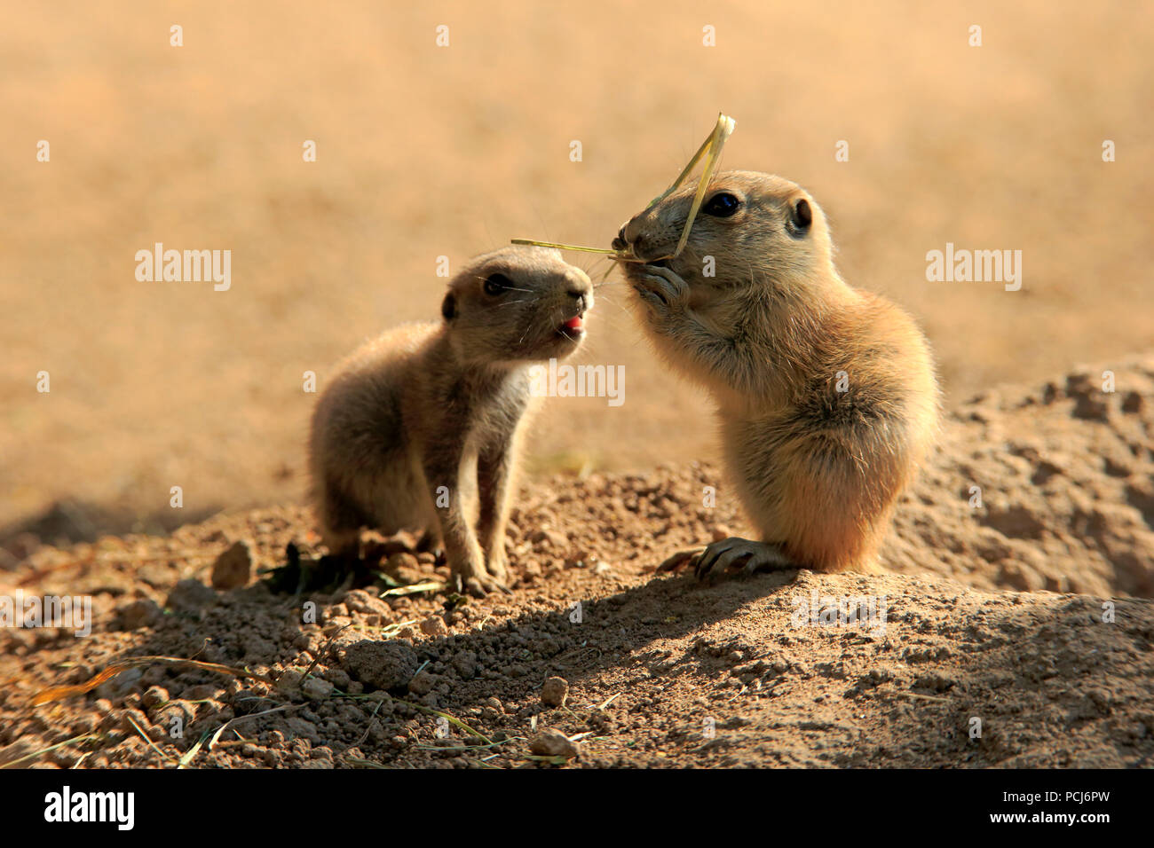 Chien de prairie, deux petits allaitement, Northamerica, (Cynomys ludovicianus) Banque D'Images