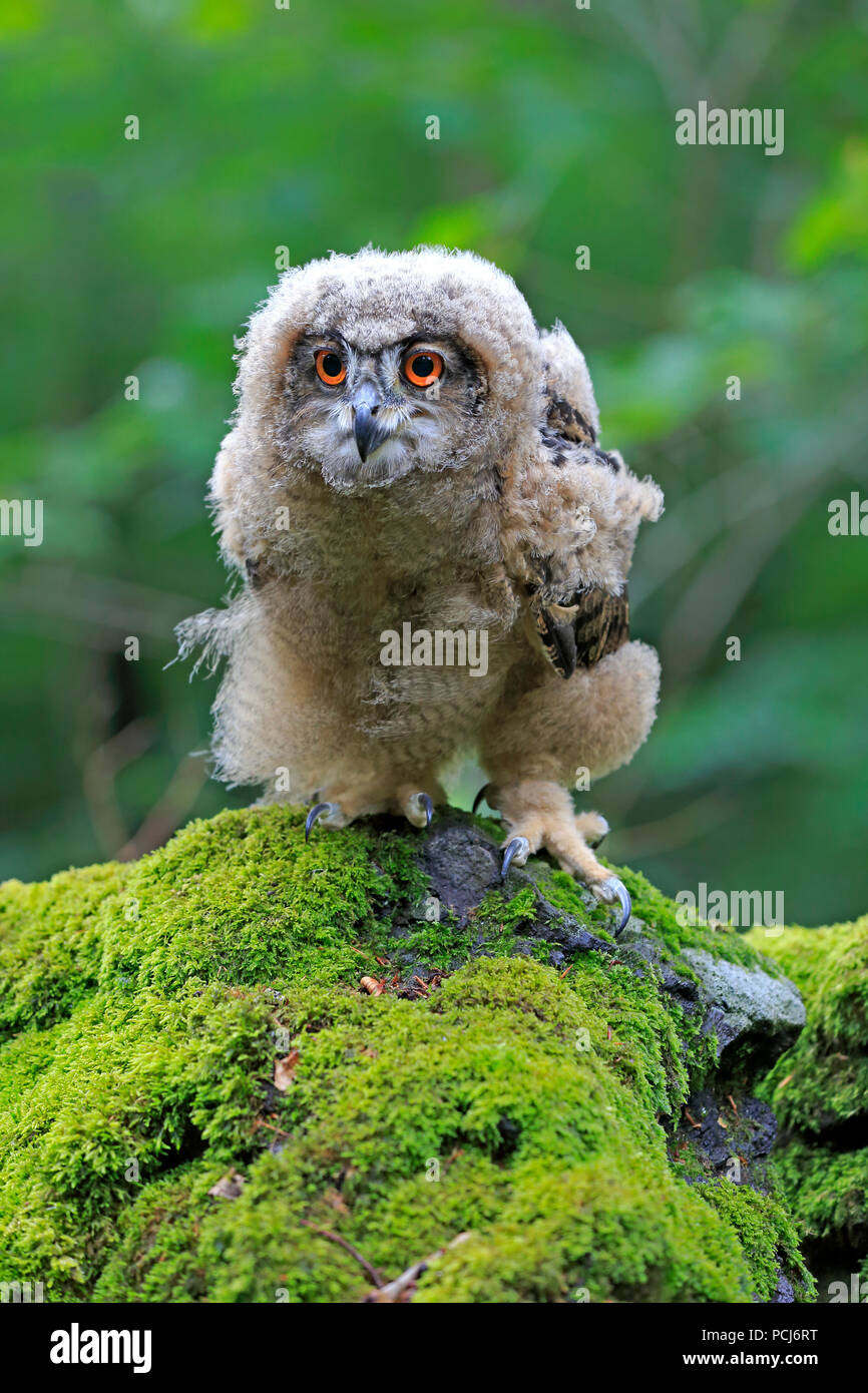 Grand-duc, young le rock, Pelm, Kasselburg, Eifel, Allemagne, Europe, (Bubo bubo) Banque D'Images