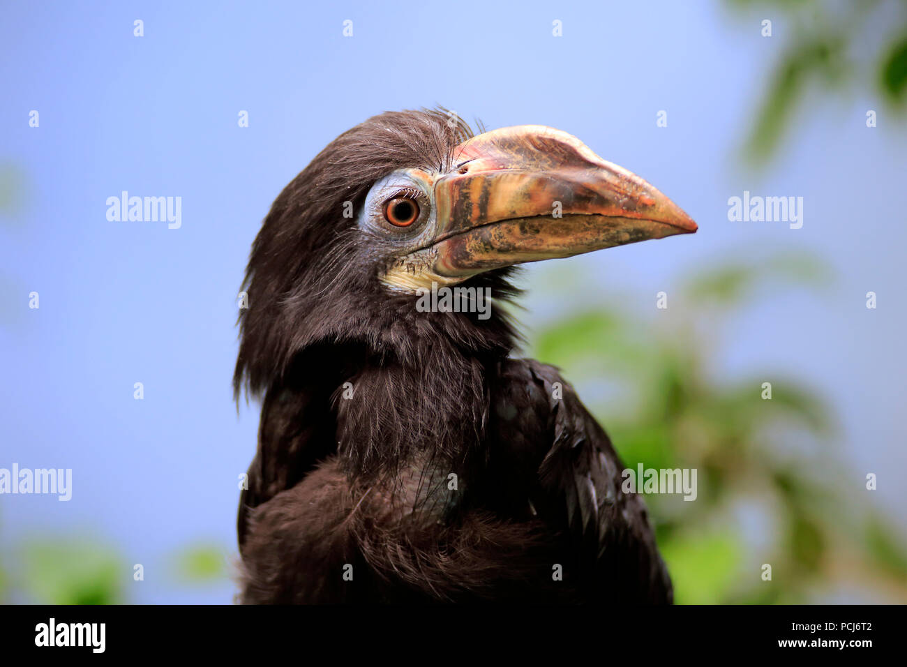 Calao Tarictic Visayan, femelle adulte, Asie, (Penelopides panini panini) Banque D'Images