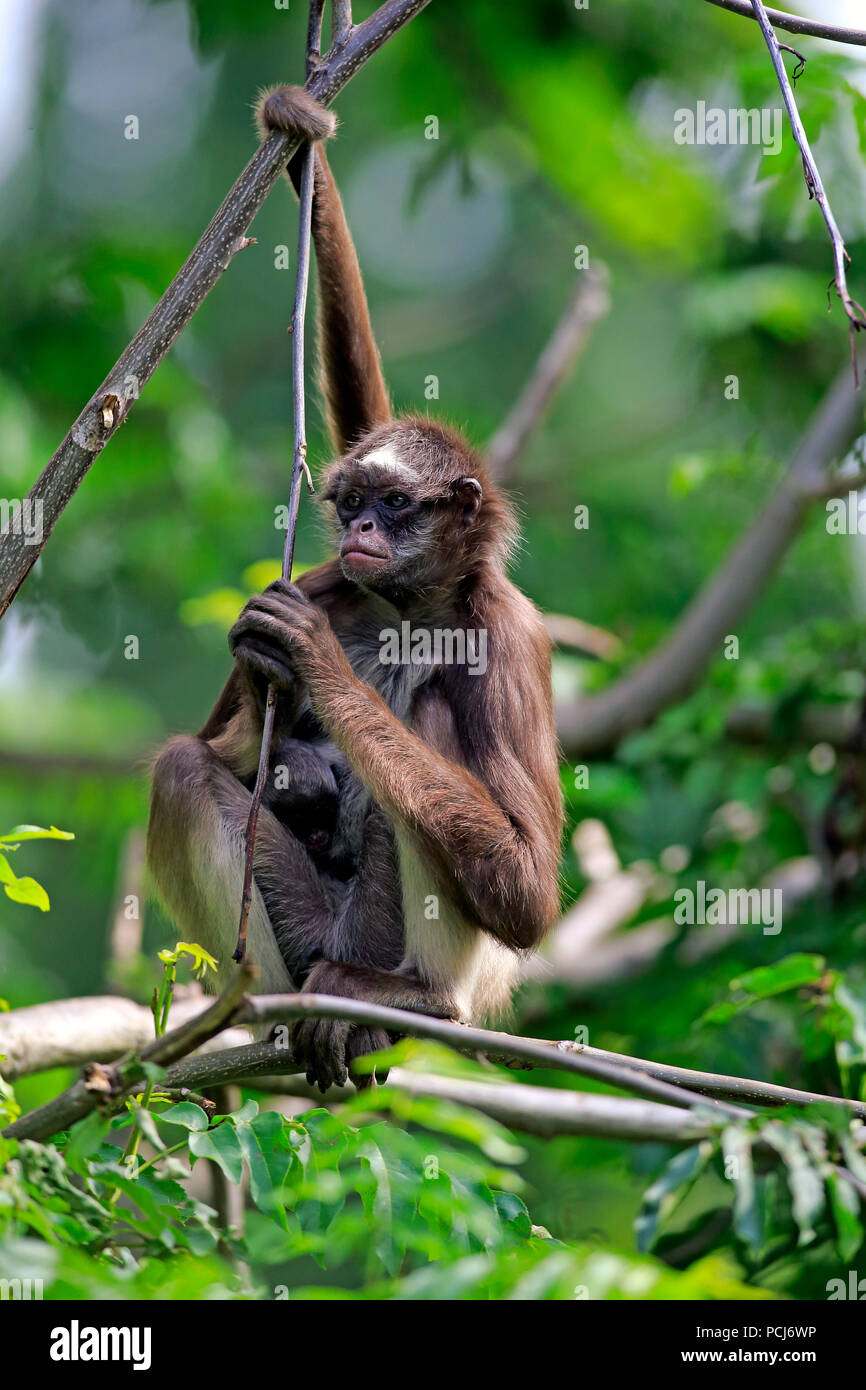 À ventre blanc, singe araignée femelle avec les jeunes arbres, en Asie, (Ateles anaconda) Banque D'Images