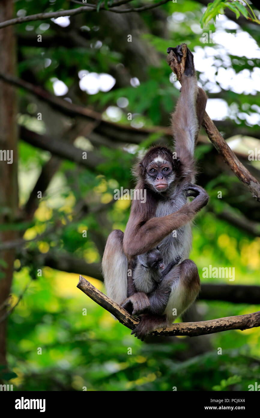À ventre blanc, singe araignée femelle avec les jeunes arbres, en Asie, (Ateles anaconda) Banque D'Images
