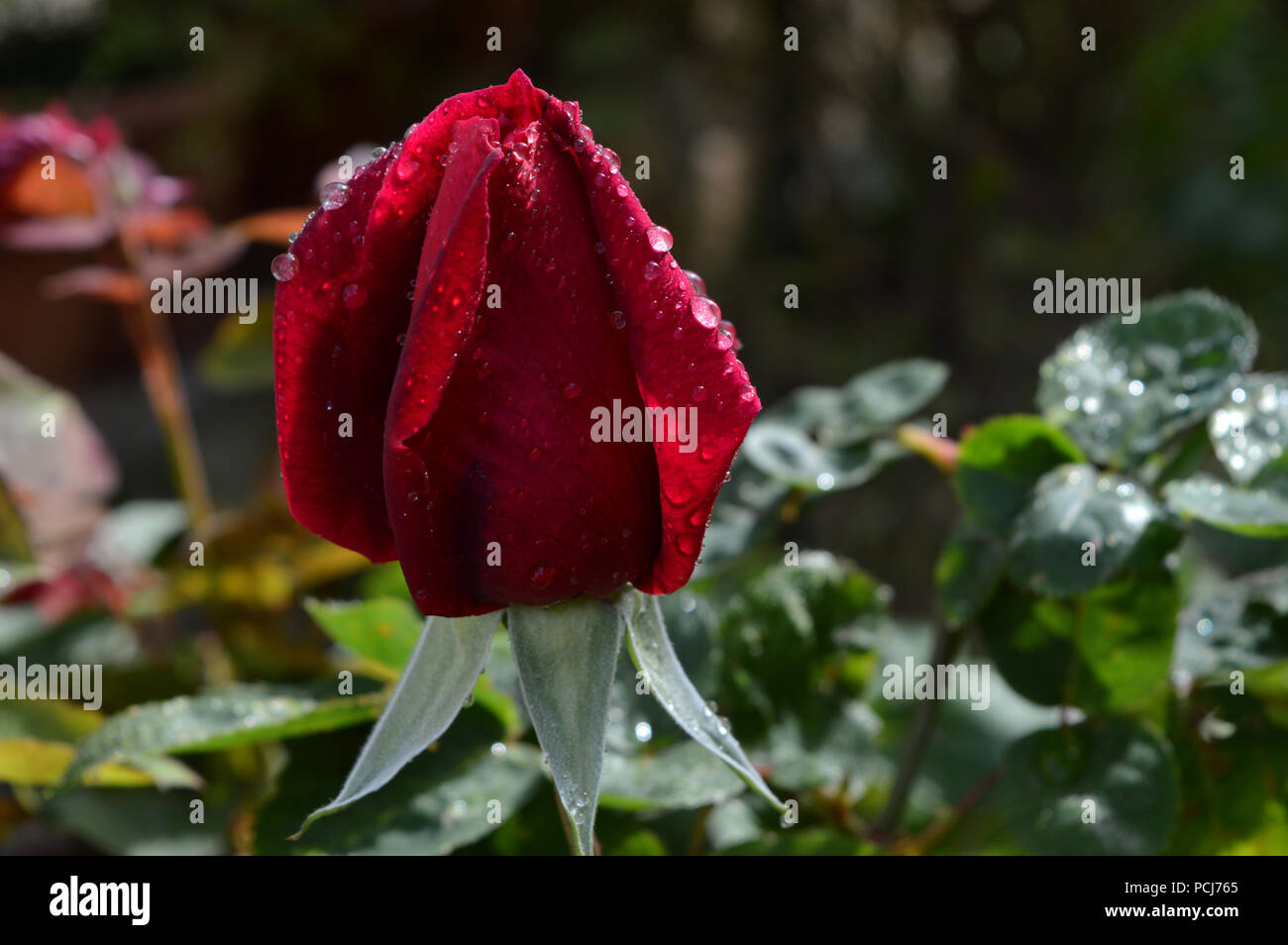 Close-up d'une belle rose rouge, Macro, Nature Banque D'Images