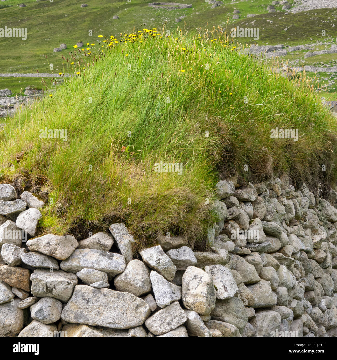 Un toit d'herbe sur un 'cleit' sur l'île de Saint Kilda Banque D'Images