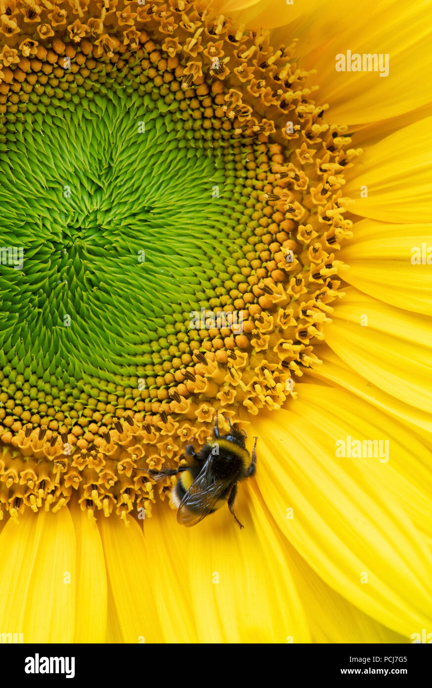 L'Helianthus annuus. Bombus lucorum. Bumblebee sur le tournesol Banque D'Images