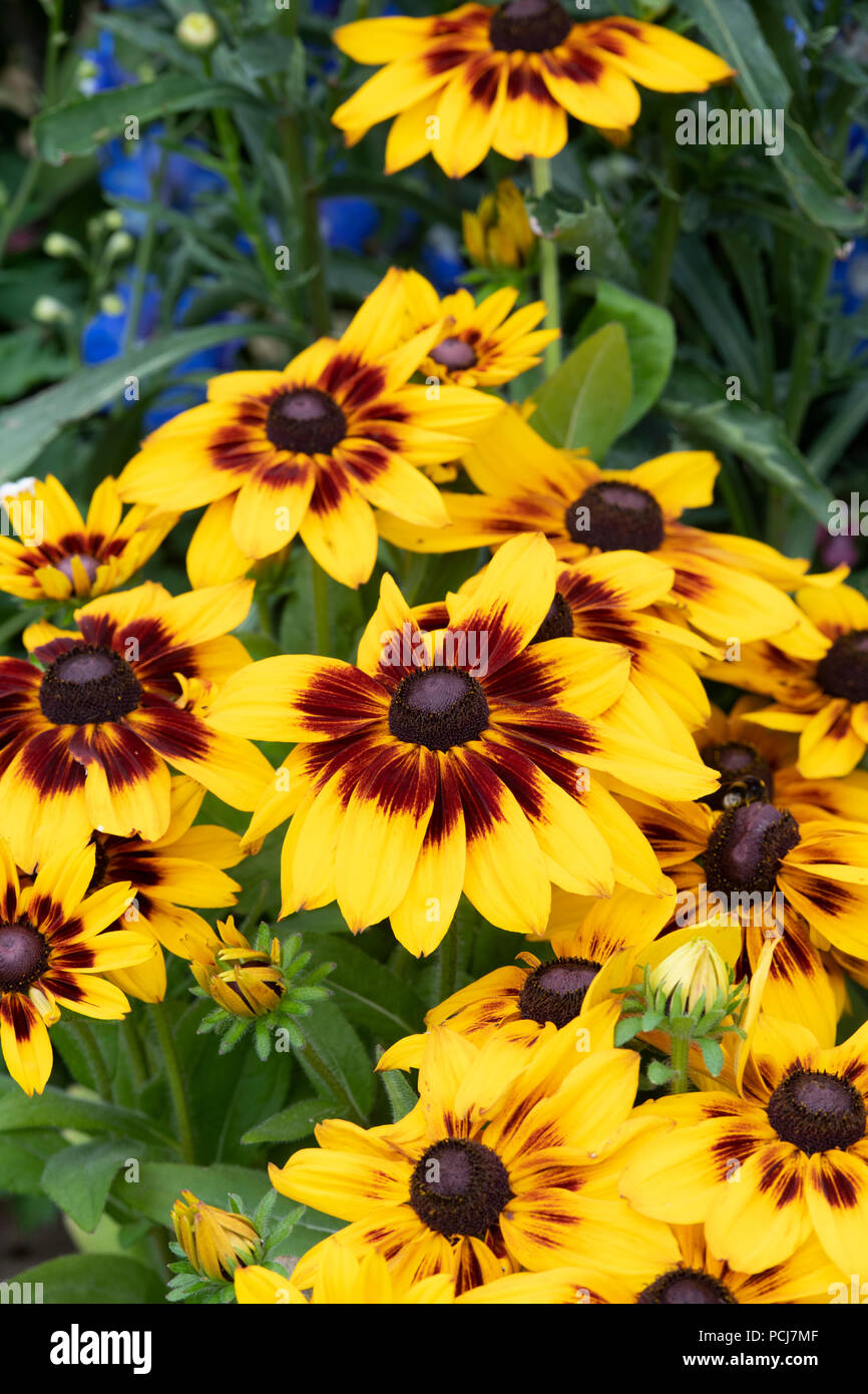 Rudbeckia hirta Sunbeckia Alicia. Échinacée pourpre. Black Eyed Susan flower Banque D'Images