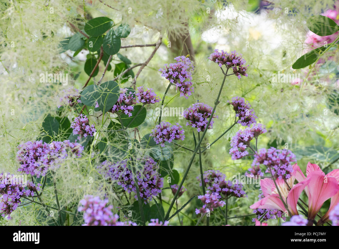 Verbena bonariensis et Prunus serrula 'young lady' sur un spectacle au jardin RHS Flower show 2018 Tatton Park, Cheshire, Royaume-Uni Banque D'Images