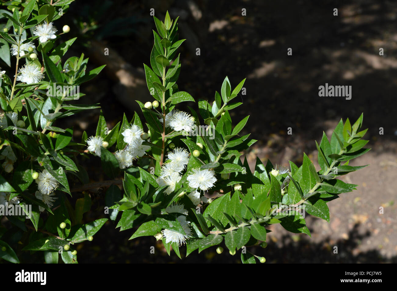 Close-up d'une branche de myrte en fleur, nature Banque D'Images