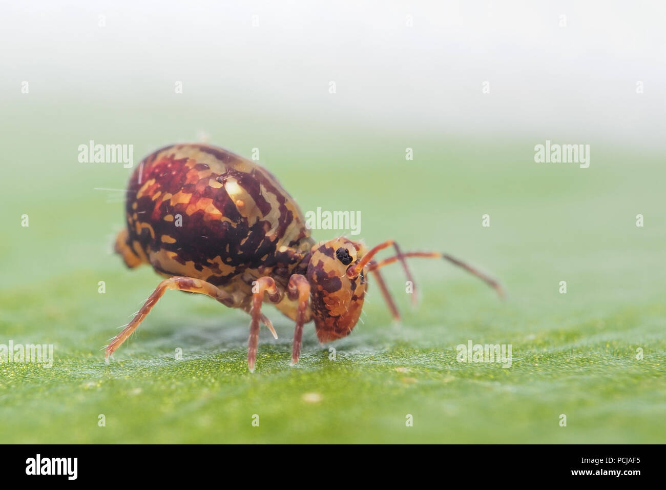 Springtail globulaire (Dicyrtomina saundersi) ramper sur feuille. Tipperary, Irlande Banque D'Images