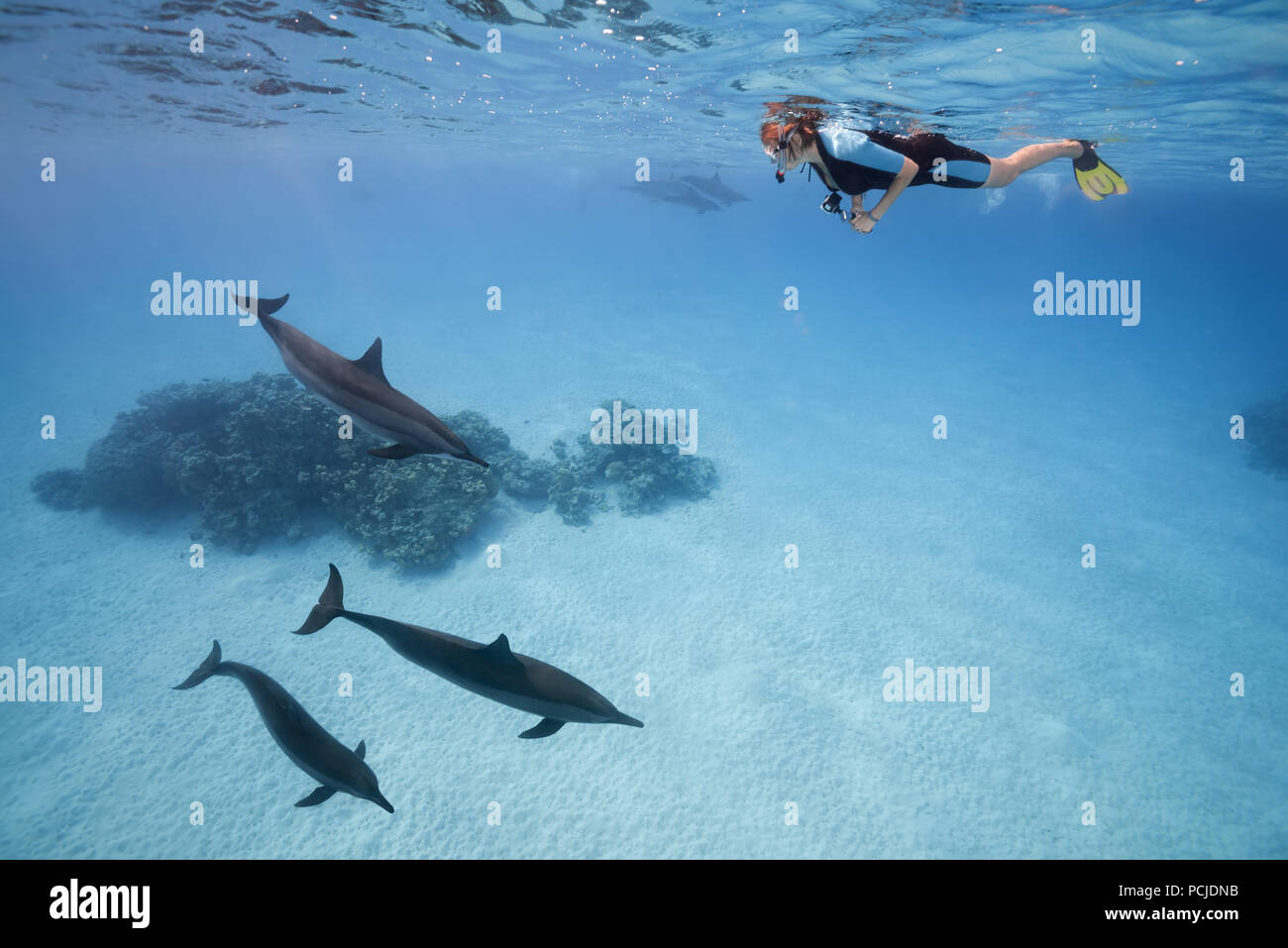 Une femme dans un masque et palmes nager et regarder les dauphins (Stenella longirostris) Banque D'Images