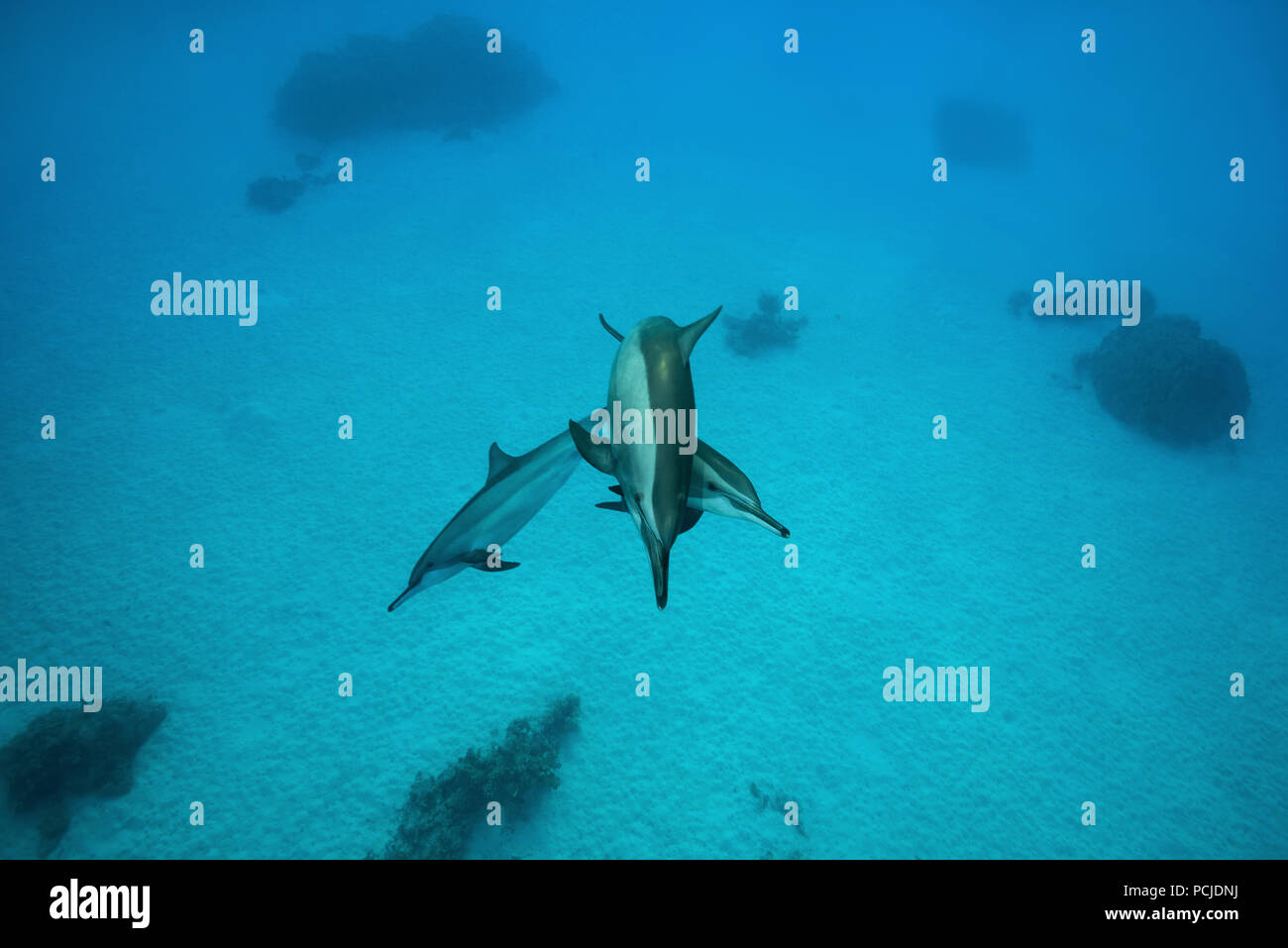 Les dauphins de l'arbre (Stenella longirostris) jouer sur le fond sablonneux Banque D'Images
