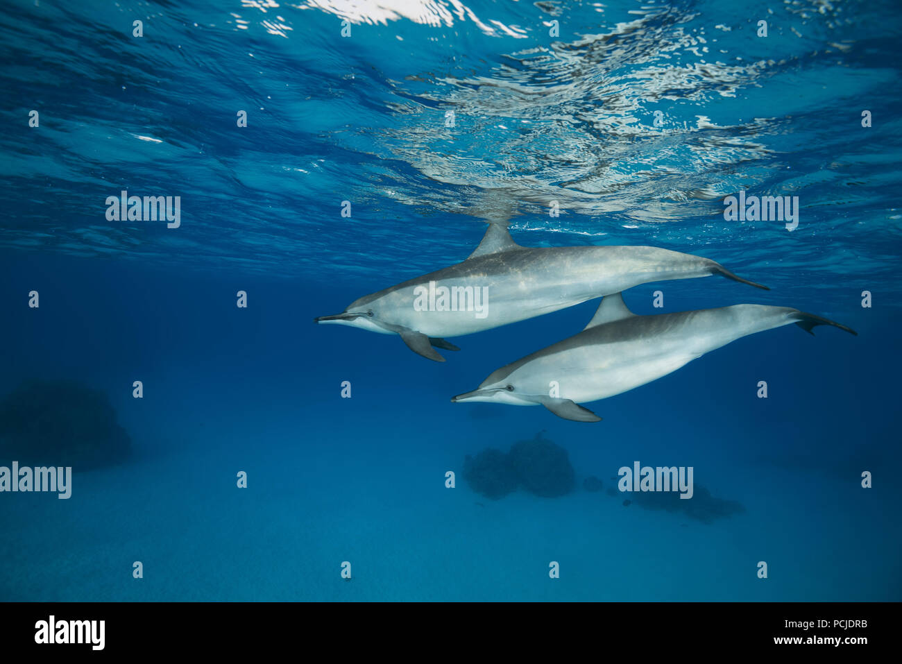 Paire de Dauphins (Stenella longirostris) Nager dans l'eau bleue qui se reflète sur la surface Banque D'Images