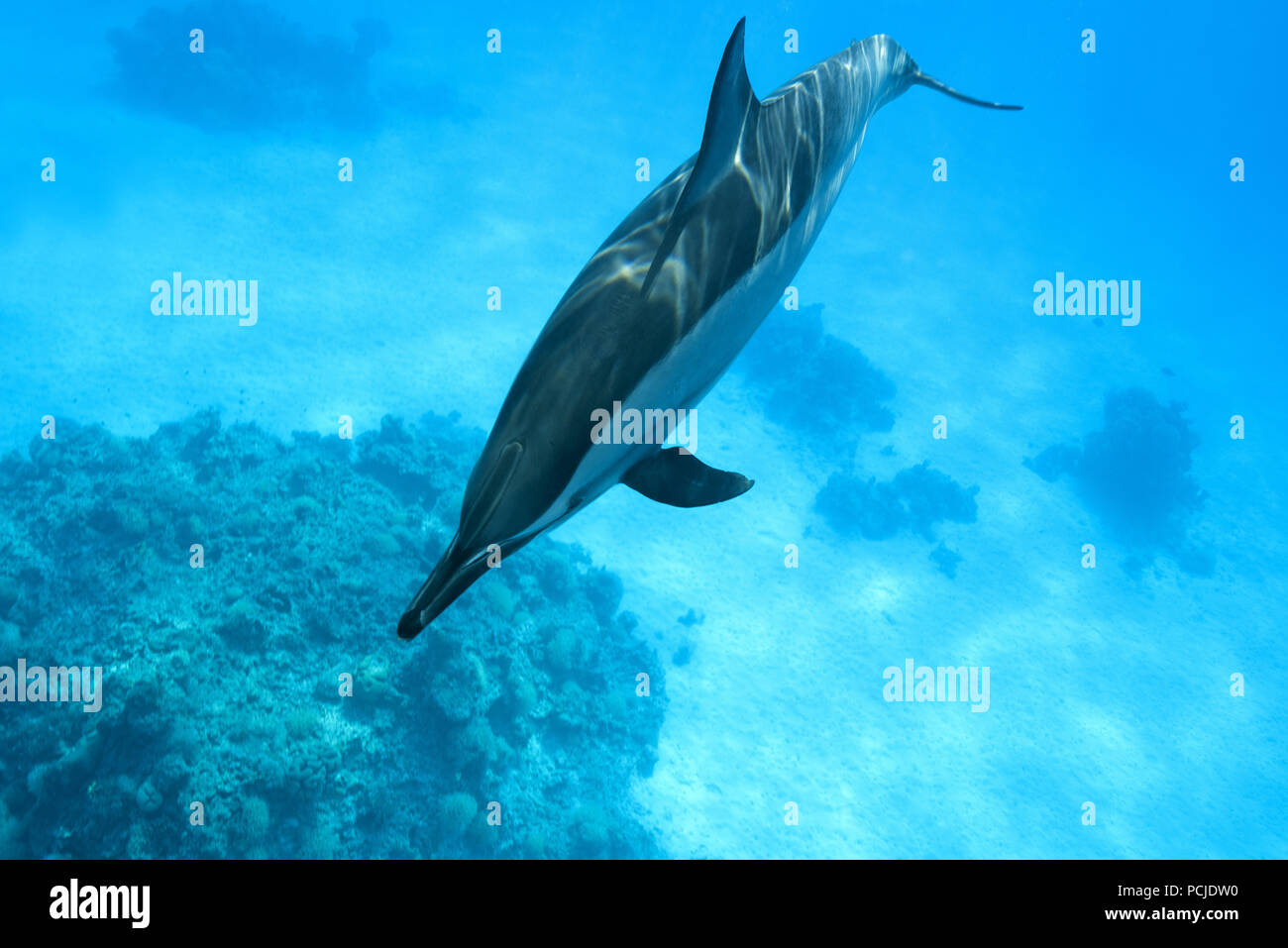 Dauphins (Stenella longirostris) Nager dans le bleu de l'eau sur les récifs coralliens Banque D'Images