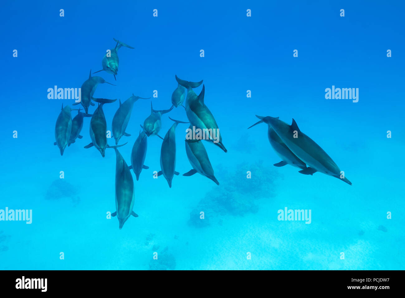 Un groupe de dauphins nageant sur fond de sable. Dauphins (Stenella longirostris) Banque D'Images