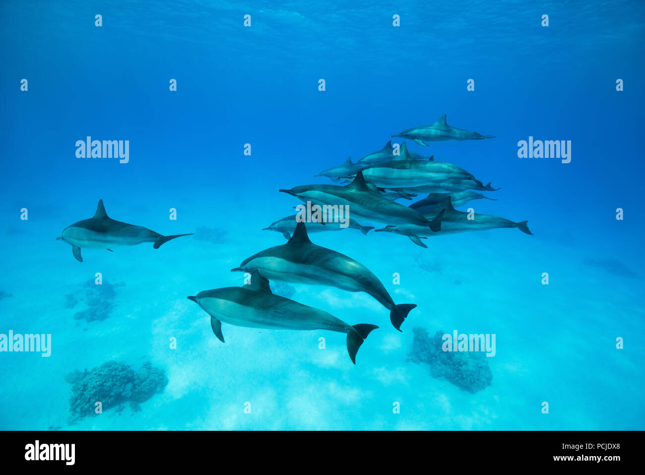 Un groupe de dauphins nageant sur fond de sable. Dauphins (Stenella longirostris) Banque D'Images