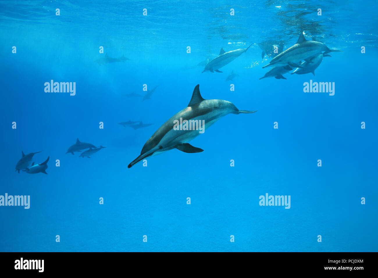 Un groupe de Dauphins (Stenella longirostris) Nager sous la surface de l'eau bleue Banque D'Images