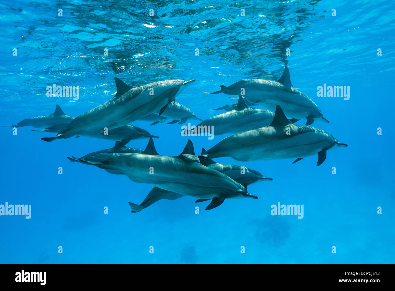 Un groupe de femmes enceintes dauphins nagent sous la surface de l'eau bleue. Dauphins (Stenella longirostris) Banque D'Images