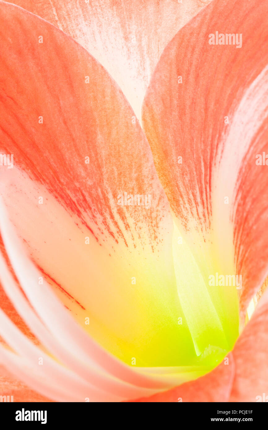 Close up de amaryllis montrant courbes douces de la structure de la fleur Banque D'Images