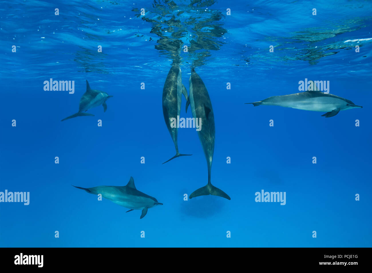 Deux dauphins se tenir verticalement sous la surface de l'eau. Dauphins (Stenella longirostris) Banque D'Images