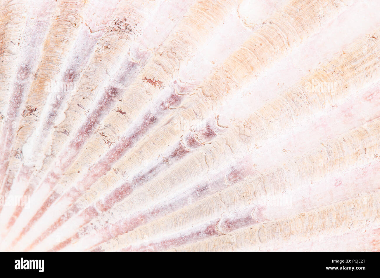 Close up d'une grande coquille Saint-Jacques montrant des lignes droites émanant de la partie inférieure gauche de l'image Banque D'Images