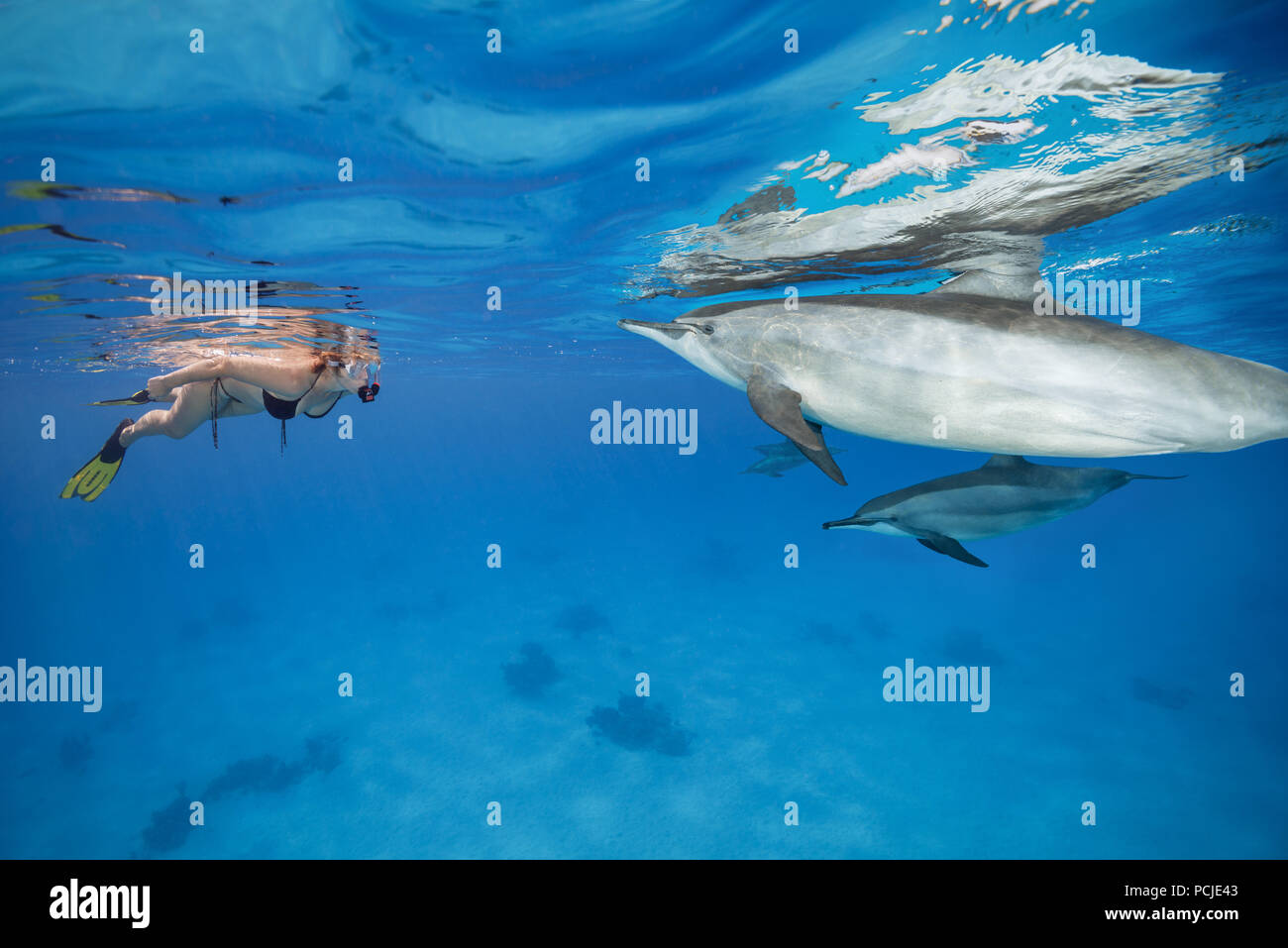 La curiosité mutuelle - femme dans un masque et palmes se penche sur les dauphins et les femmes sur une femme. Dauphins (Stenella longirostris) Banque D'Images