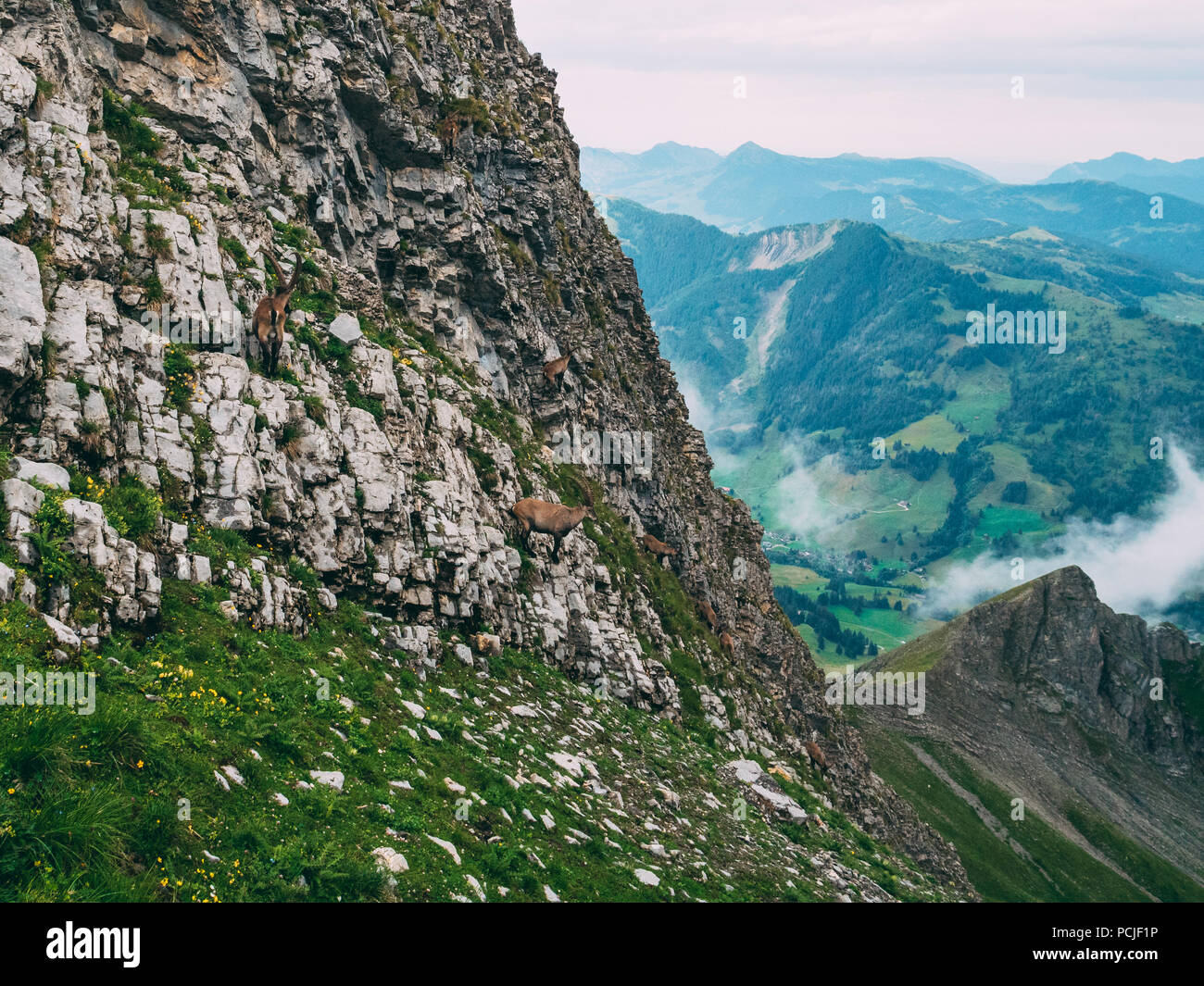 De nombreux capricorne debout sur un des rochers dans les alpes suisses Steinbock Capra ibex, Brienzer Rothorn suisse Banque D'Images