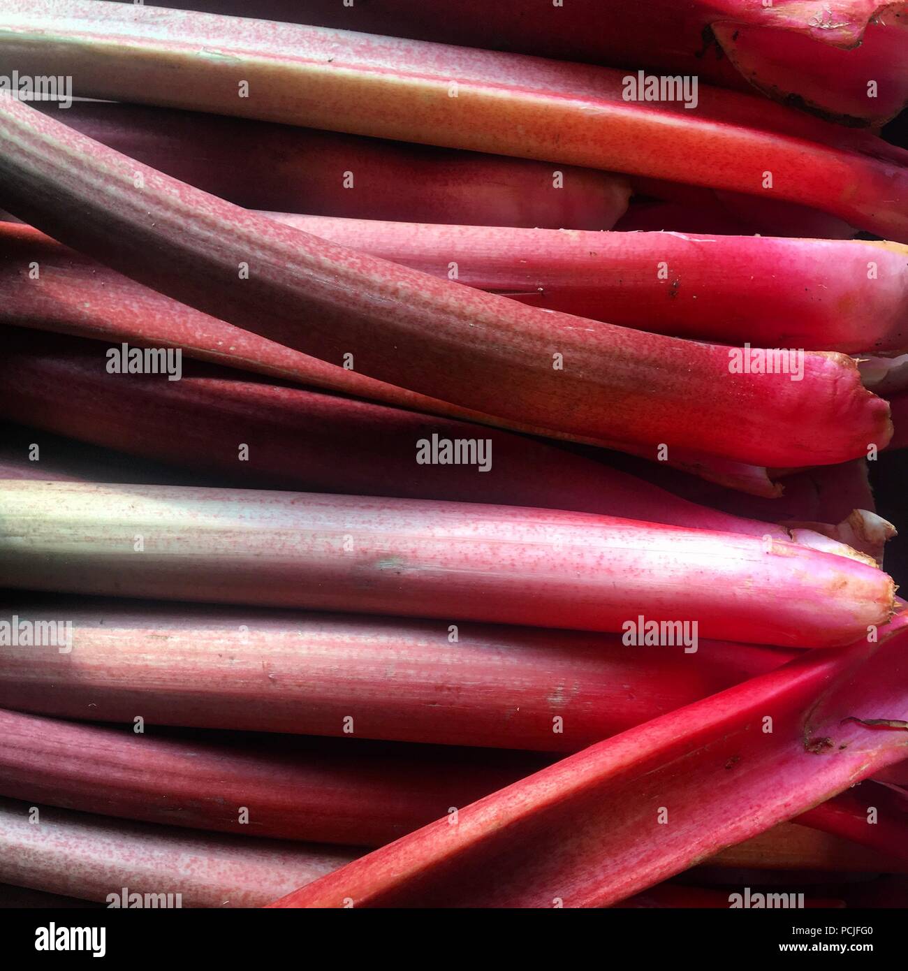 Plan de la rhubarbe Banque D'Images