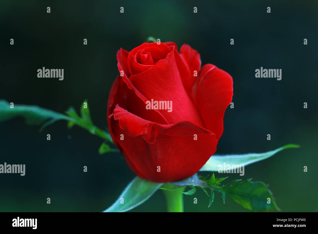 Close-up of a red rose, Indonésie Banque D'Images