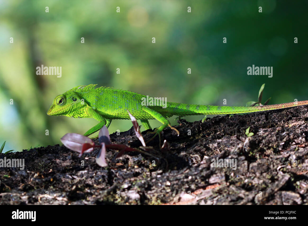 Lizard sur un arbre, l'Indonésie Banque D'Images