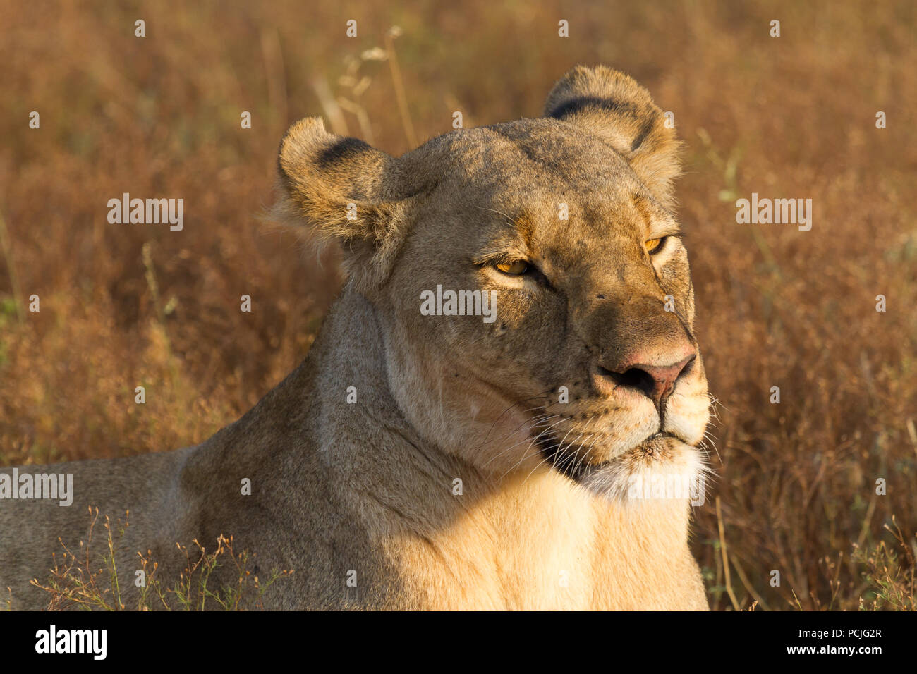 Portrait d'une lionne dans la brousse, Madikwe Game Reserve, Afrique du Sud Banque D'Images