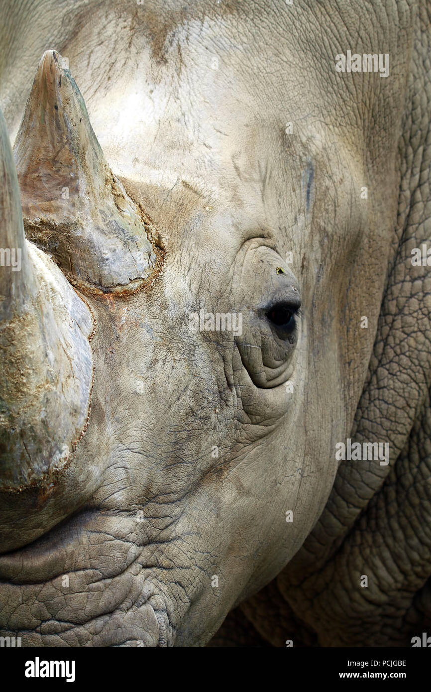 Close-up d'un rhinocéros, Indonésie Banque D'Images